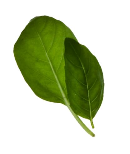 leaf